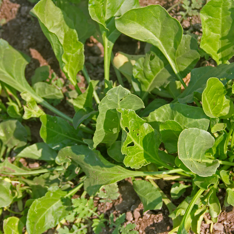 Palak (spinach) all green seeds - 30