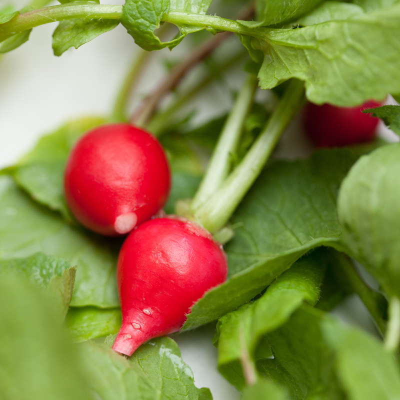 Radish bombay red seeds - 30