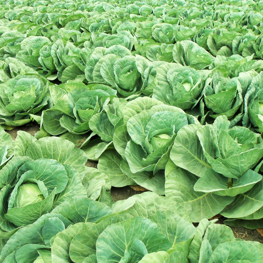 Cabbage Express seeds - 30