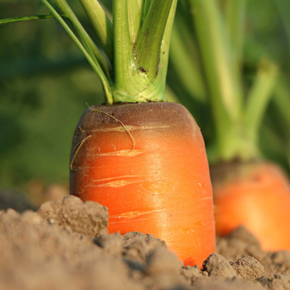 Carrot Vitamin seeds - 30