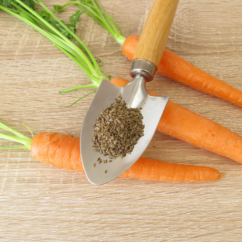 Carrot Vitamin seeds - 30