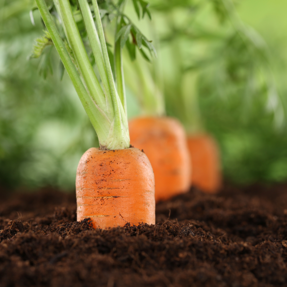 Carrot Vitamin seeds - 30
