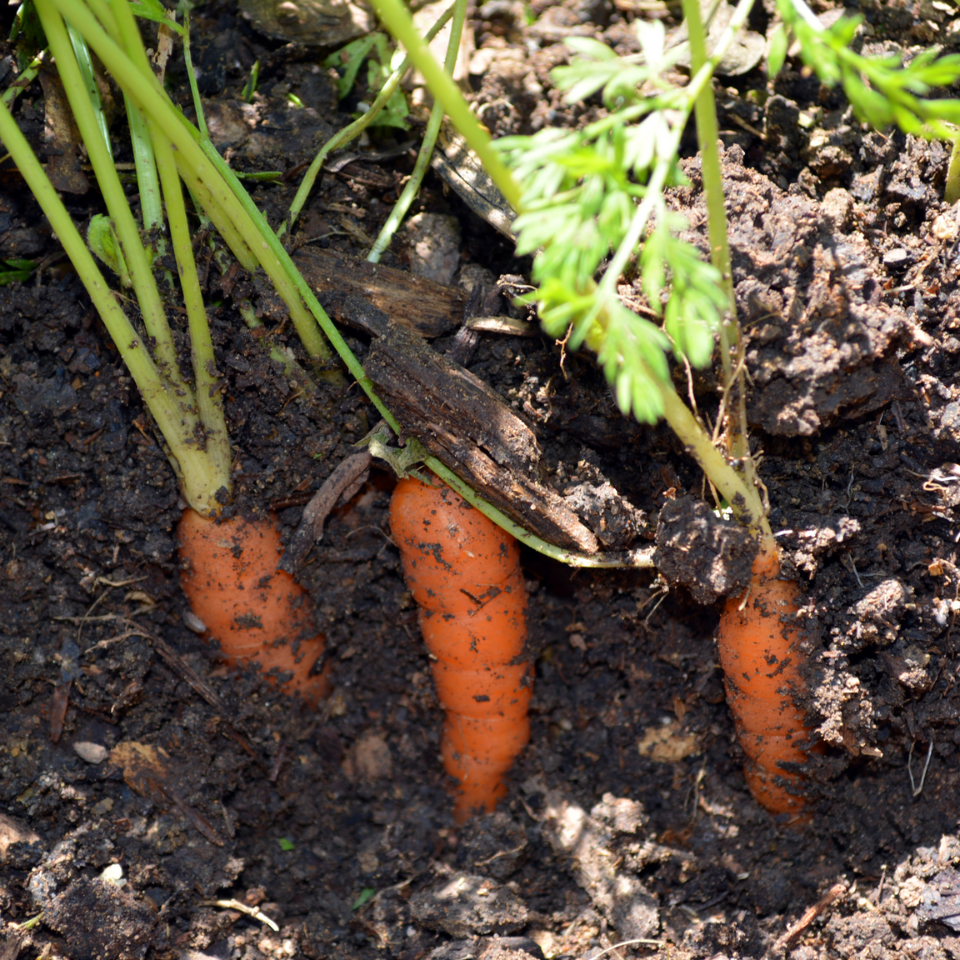 Carrot Vitamin seeds - 30