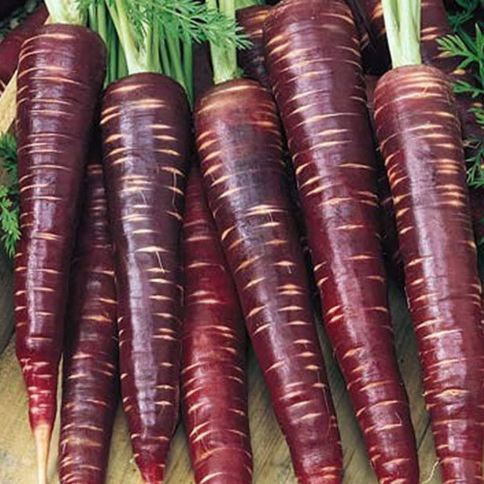 Russian Red carrot seeds - 30