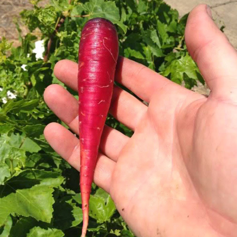 Russian Red carrot seeds - 30