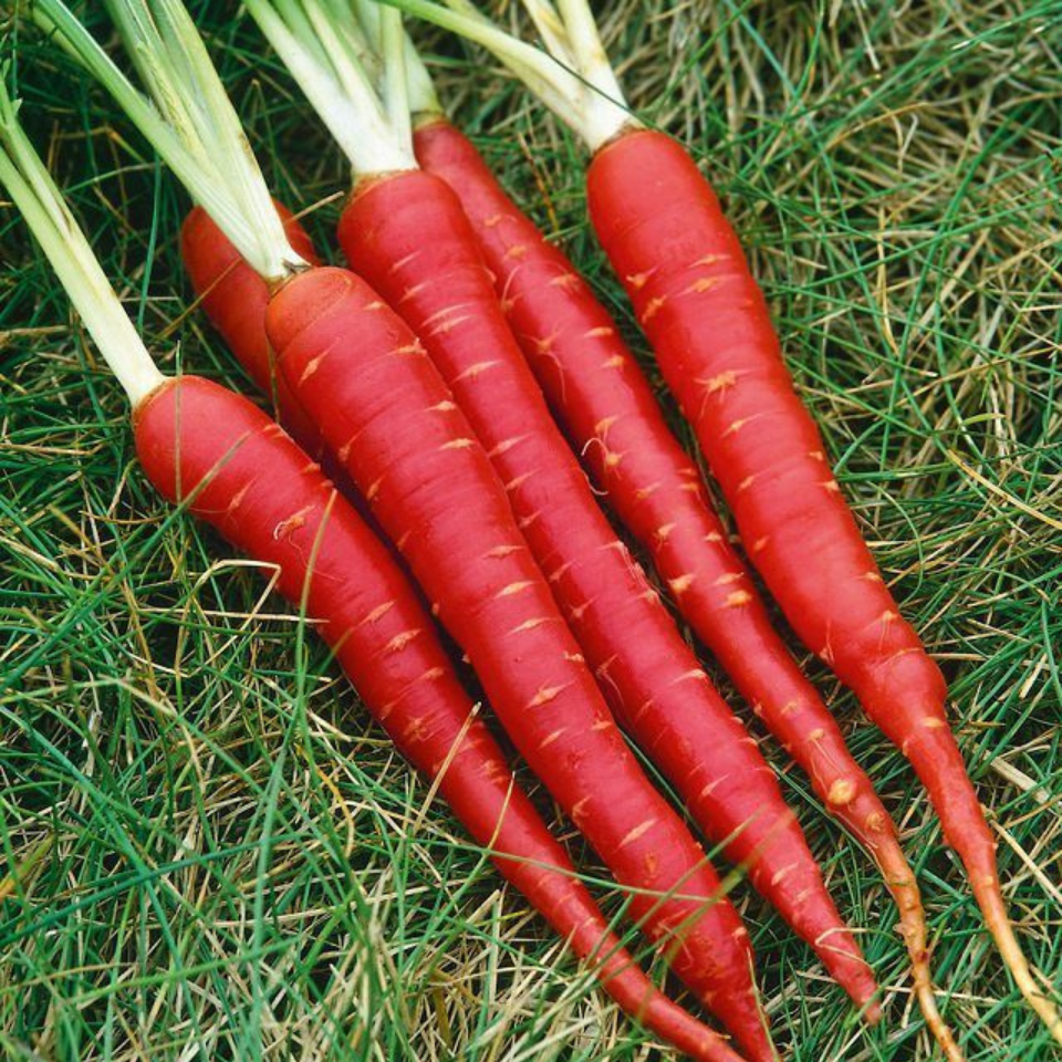 Russian Red carrot seeds - 30