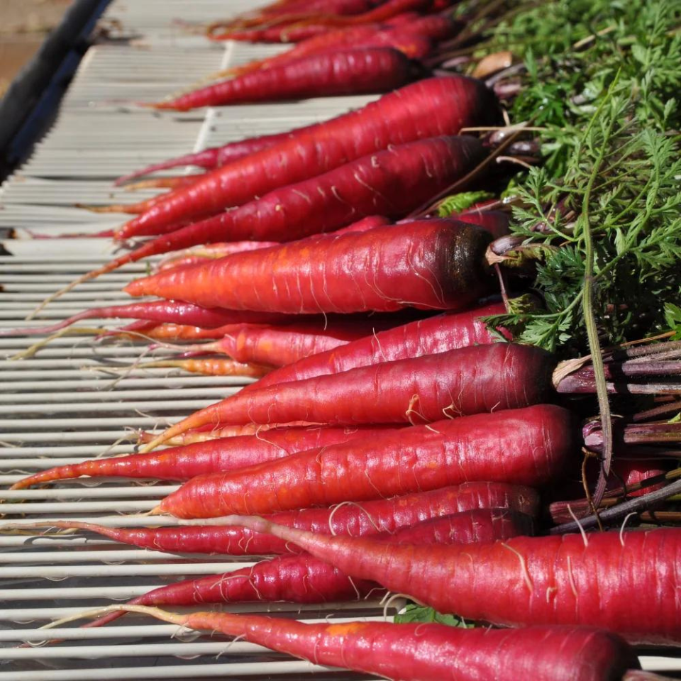 Russian Red carrot seeds - 30