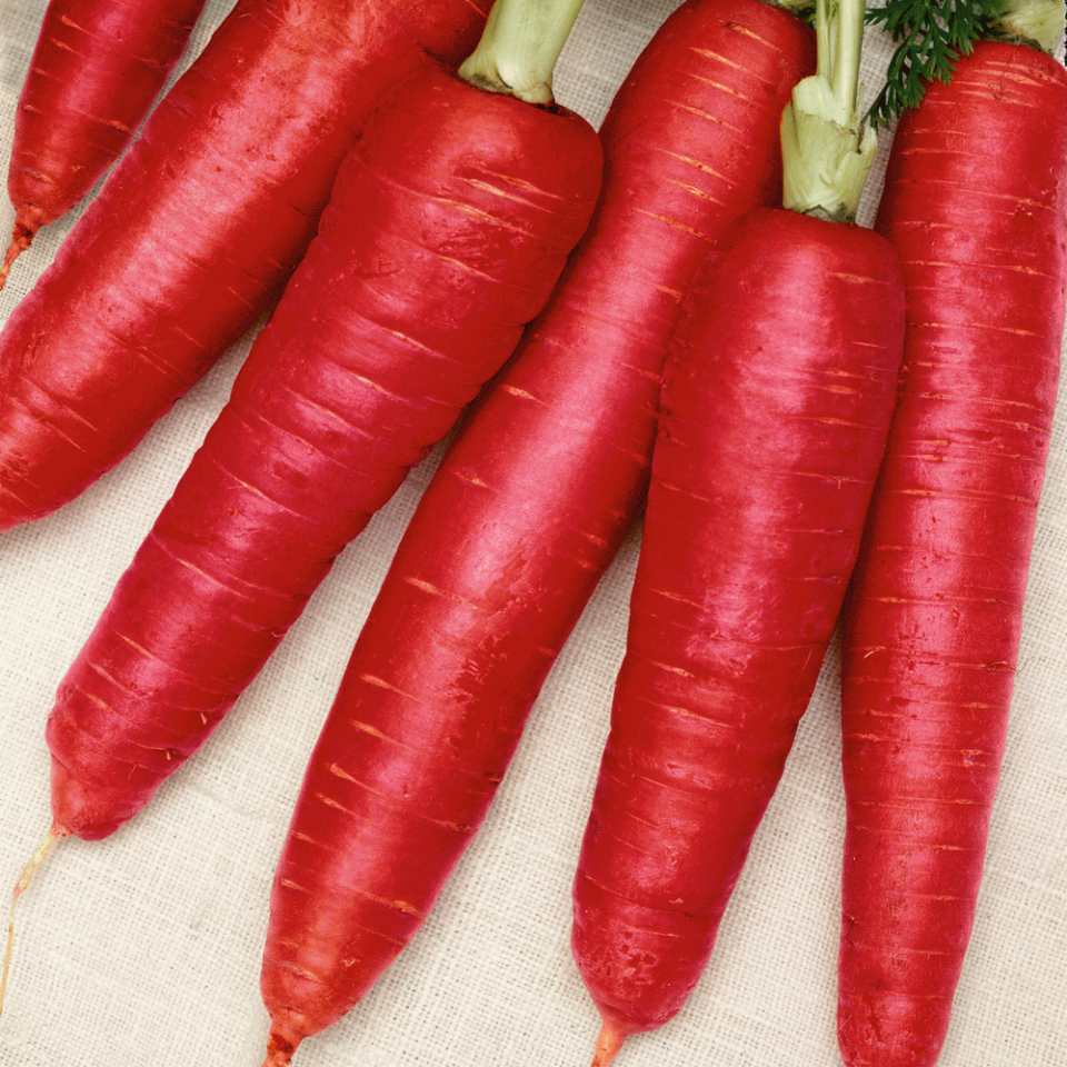 Russian Red carrot seeds - 30