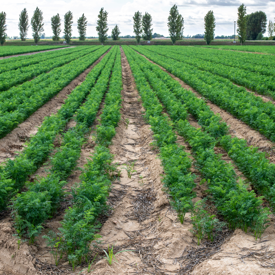 Russian Red carrot seeds - 30