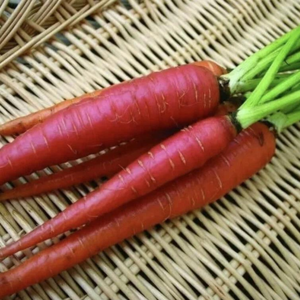 Russian Red carrot seeds - 30