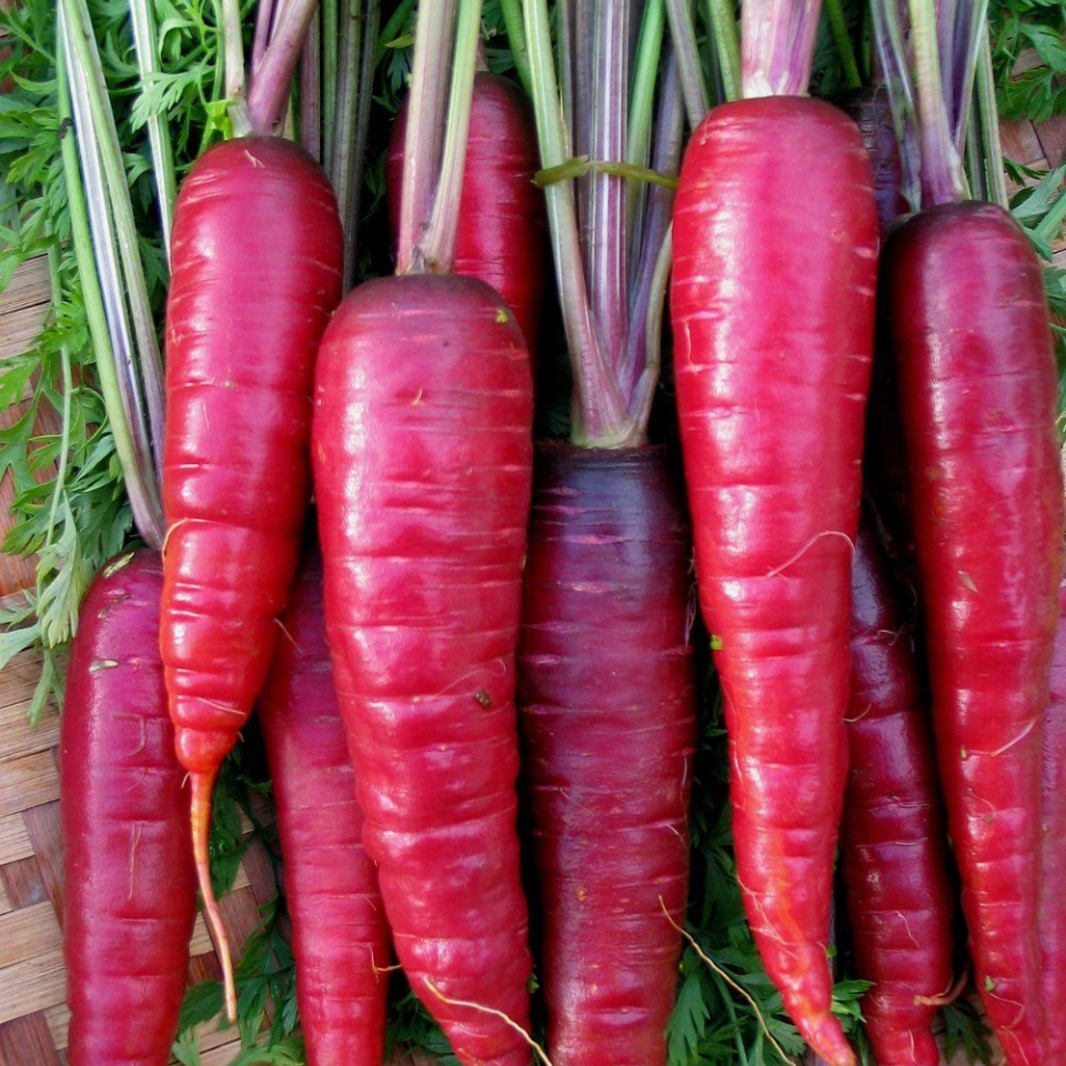 Russian Red carrot seeds - 30
