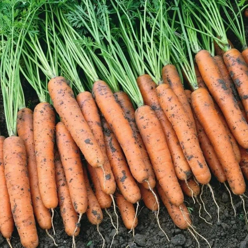 Carrot Early Nantes Tip Top seeds - 30
