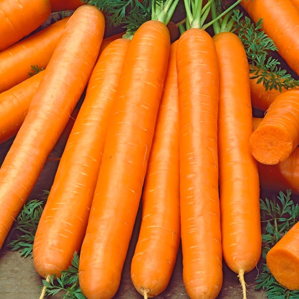 Carrot Early Nantes Tip Top seeds - 30