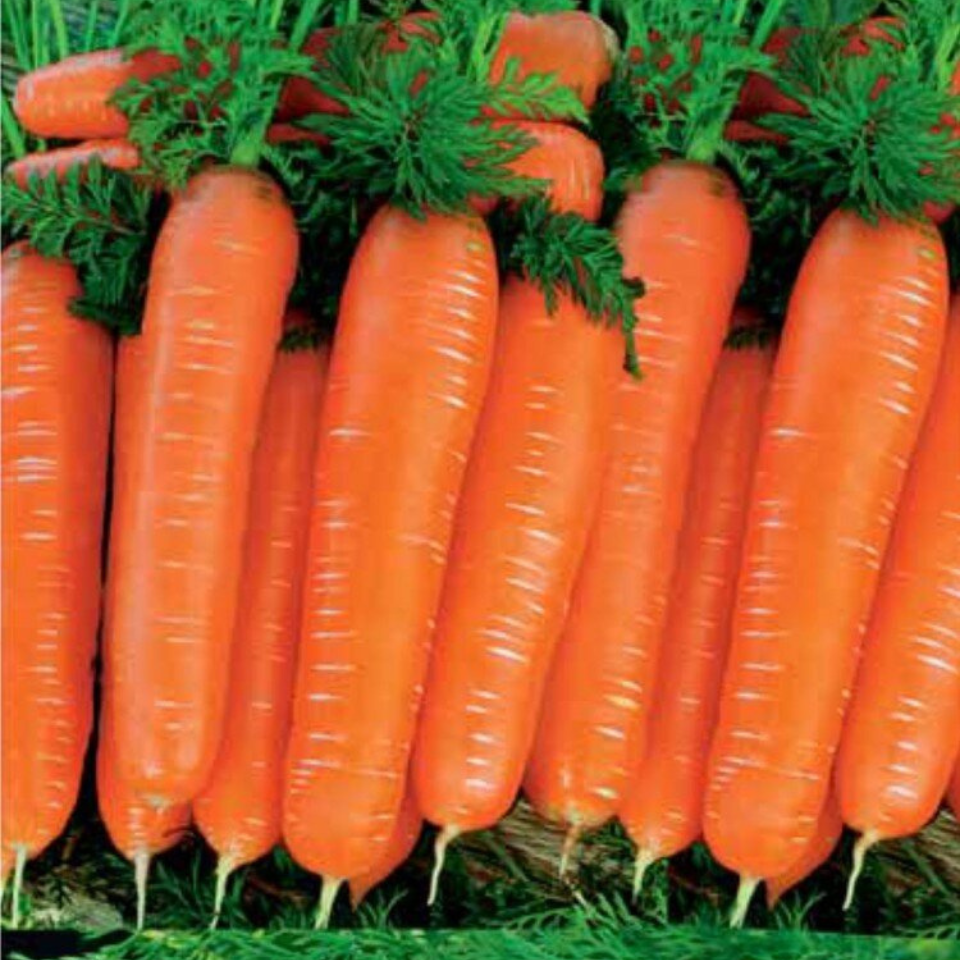 Carrot Early Nantes Tip Top seeds - 30