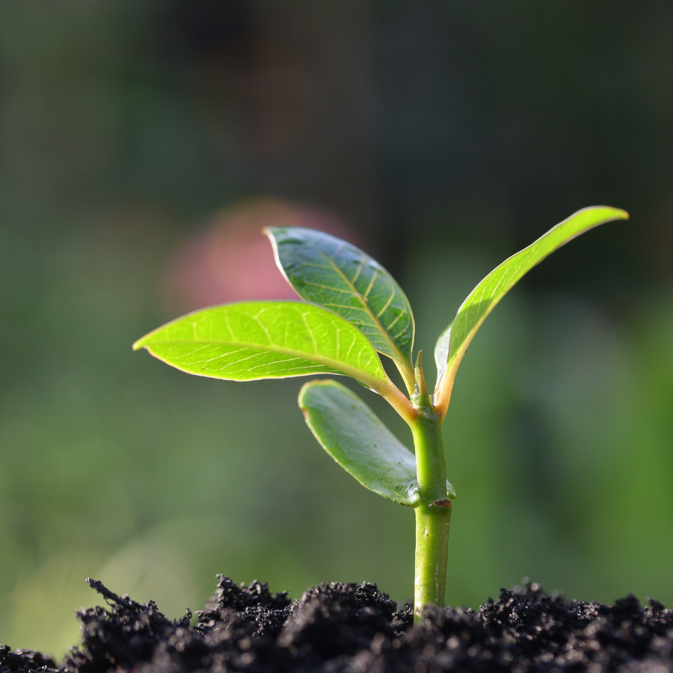 Carrot Early Nantes Tip Top seeds - 30