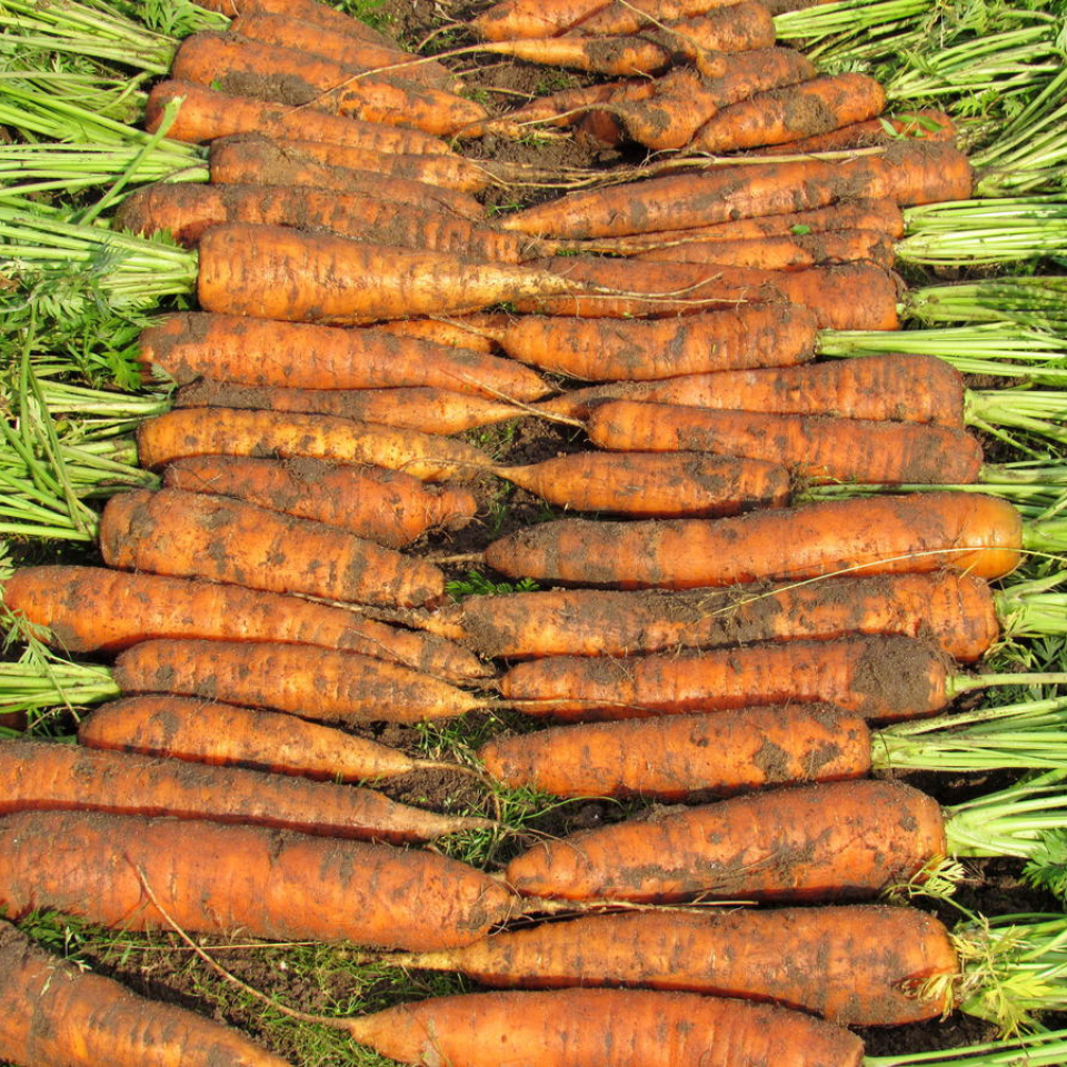 Carrot Early Nantes Tip Top seeds - 30