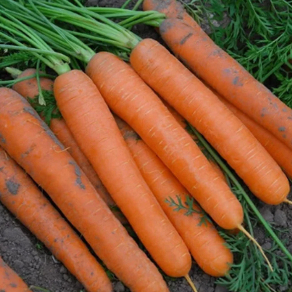 Carrot Early Nantes Tip Top seeds - 30