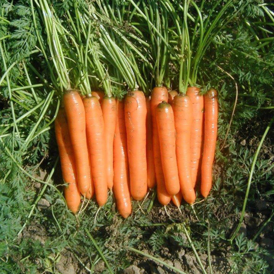 Carrot Early Nantes Tip Top seeds - 30