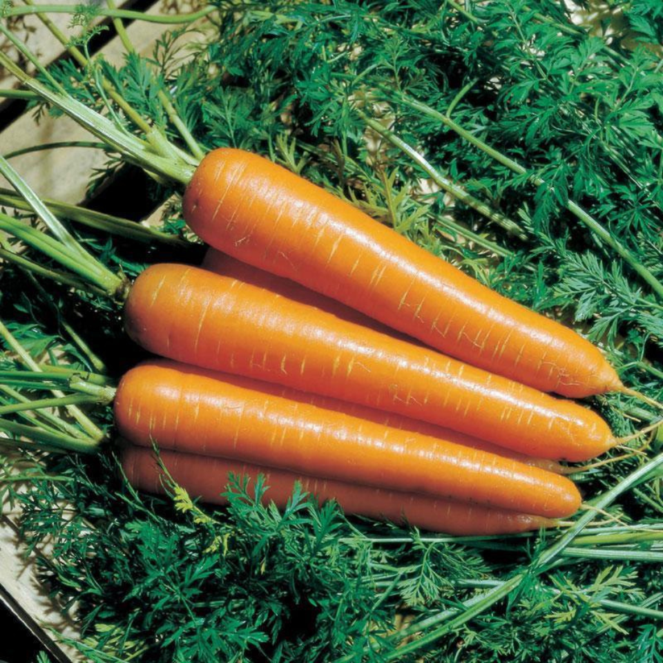 Carrot Early Nantes Tip Top seeds - 30