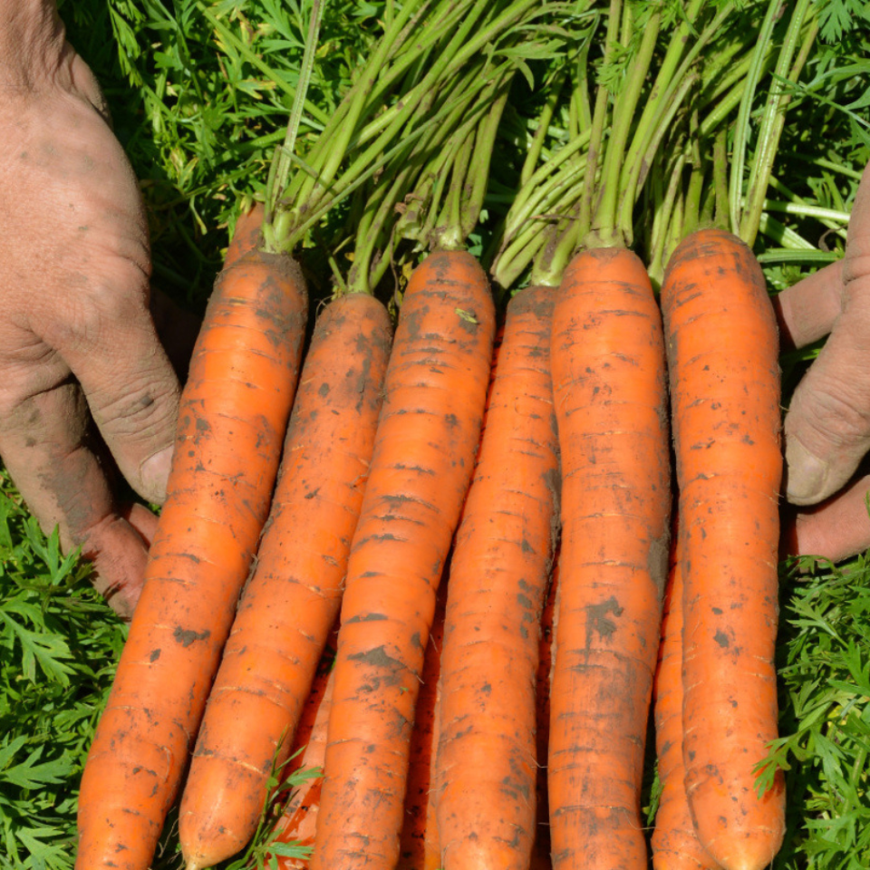 Carrot Early Nantes Tip Top seeds - 30