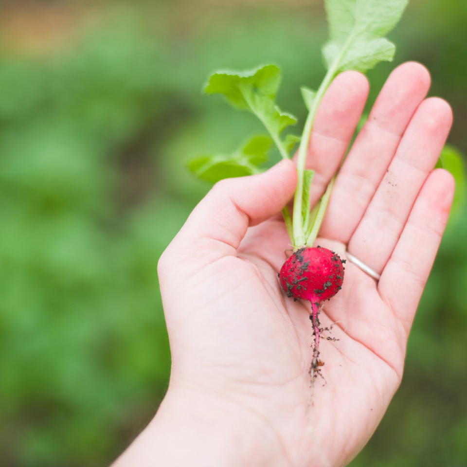 Turnip Red ball, Radish seeds - 30