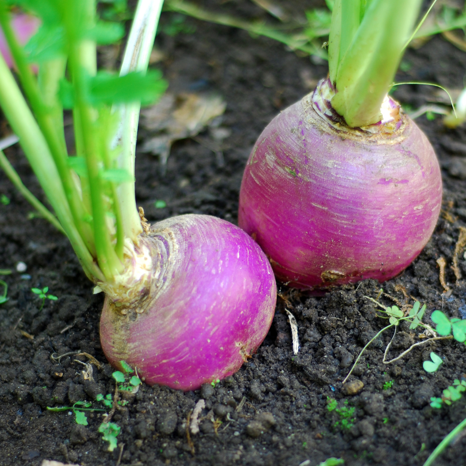 Turnip Red ball, Radish seeds - 30