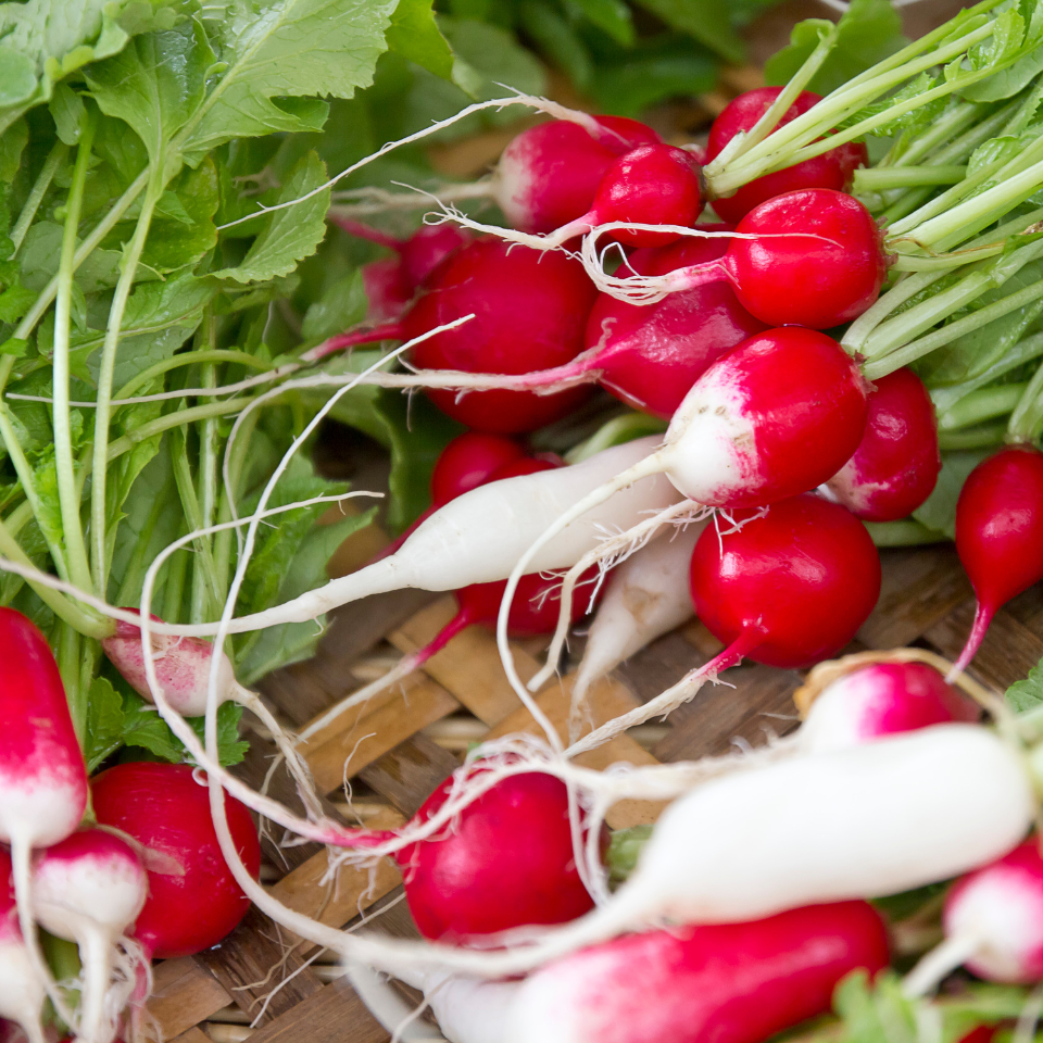 Turnip Red ball, Radish seeds - 30