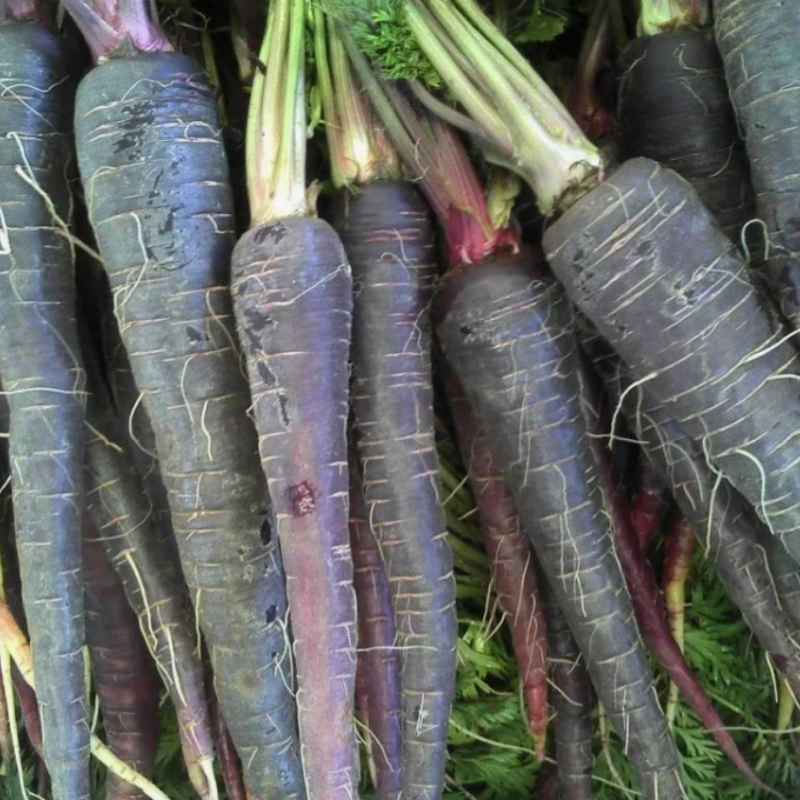 Carrot black seeds - 50