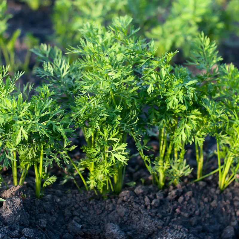 Carrot black seeds - 50