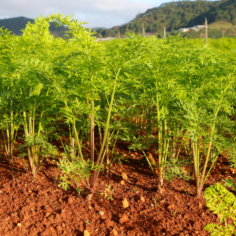 Carrot black seeds - 50