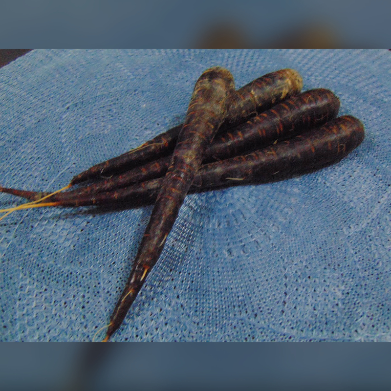 Carrot black seeds - 50