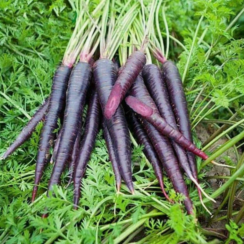 Carrot black seeds - 50