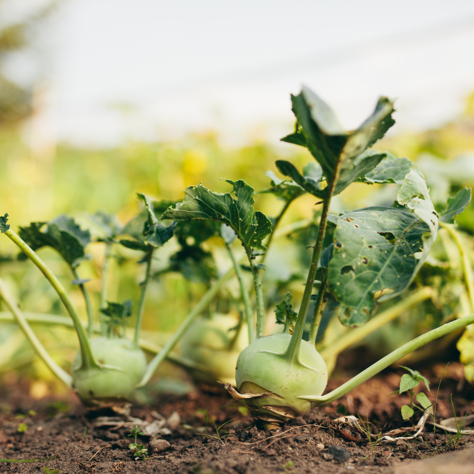 Turnip White Ball seeds - 30