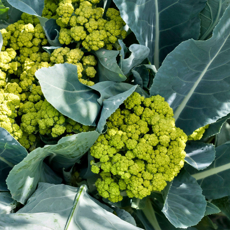 White Cauliflower Golden Hectare seeds - 30