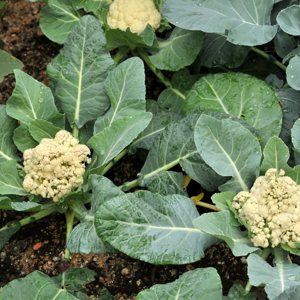 White Cauliflower Golden Hectare seeds - 30