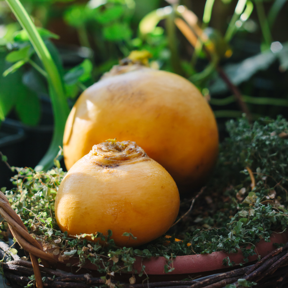 Russian Golden Turnip Petr seeds - 30