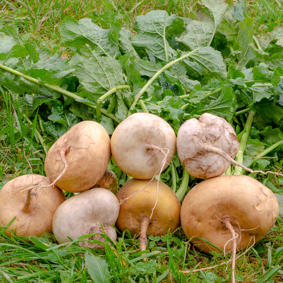 Turnip Golden Ball seeds - 30