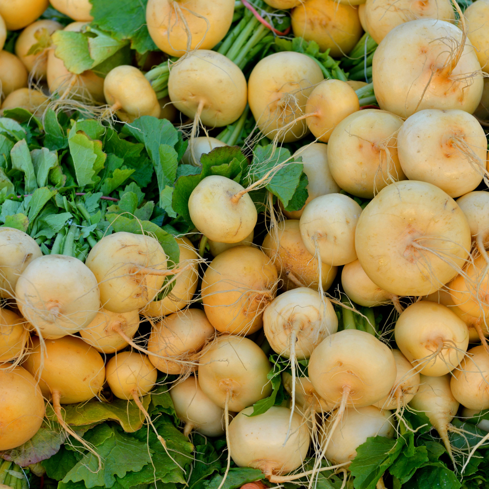 Turnip Golden Ball seeds - 30