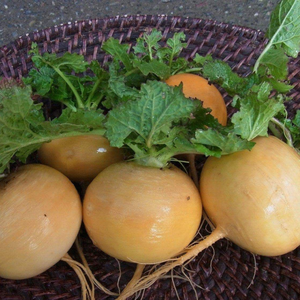 Turnip Golden Ball seeds - 30
