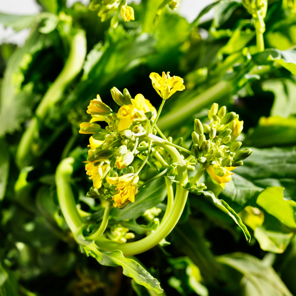 Turnip Golden Ball seeds - 30