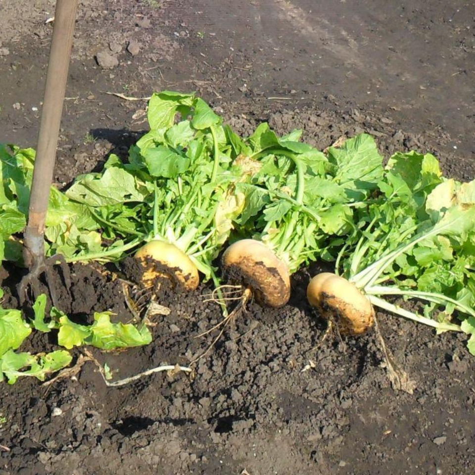 Turnip Golden Ball seeds - 30