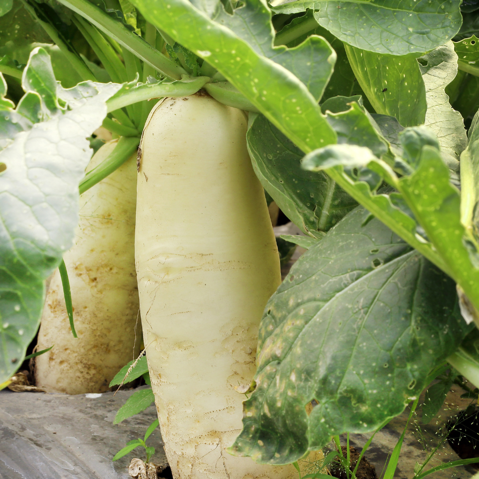 Radish Palak Patta seeds - 30