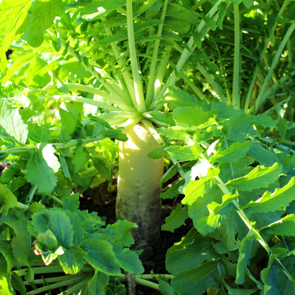 Radish Palak Patta seeds - 30