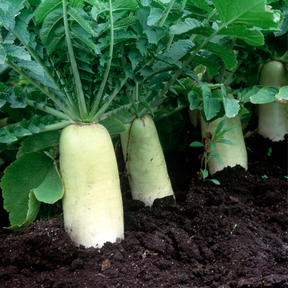 Radish Palak Patta seeds - 30