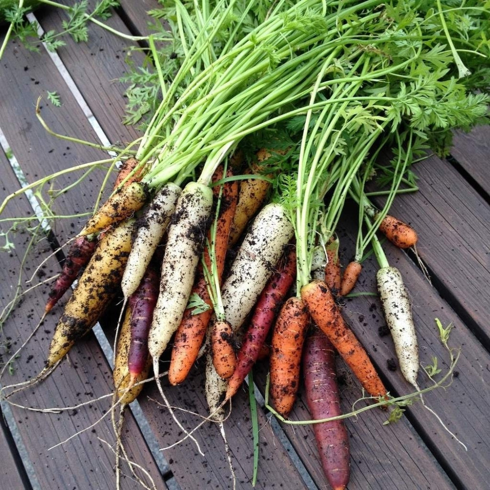 Rainbow Carrot seeds mix colours - 20