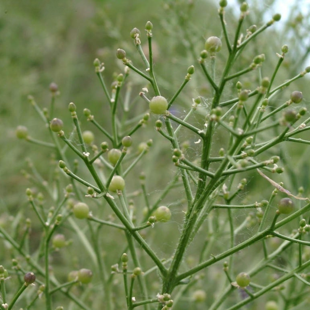 Crambe, Crambe Tataria Seeds, Tartar Bread Plant, Katran - 50