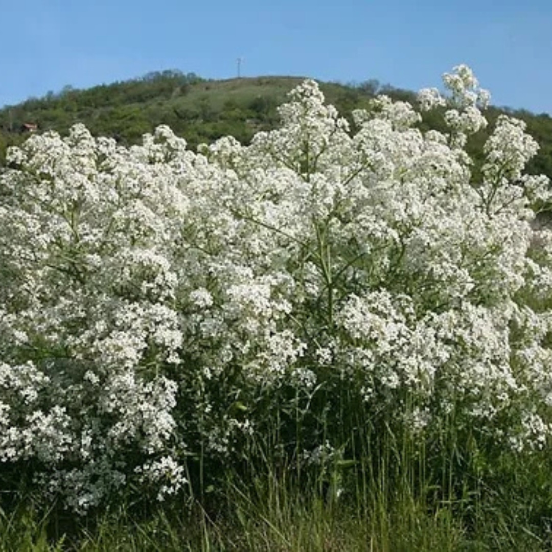 Crambe, Crambe Tataria Seeds, Tartar Bread Plant, Katran - 50