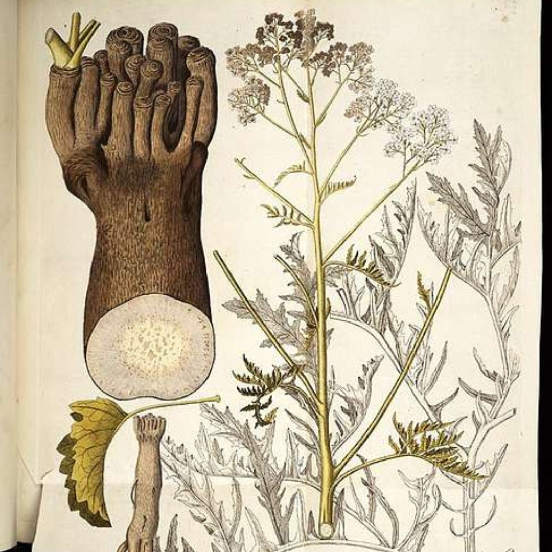 Crambe, Crambe Tataria Seeds, Tartar Bread Plant, Katran - 50