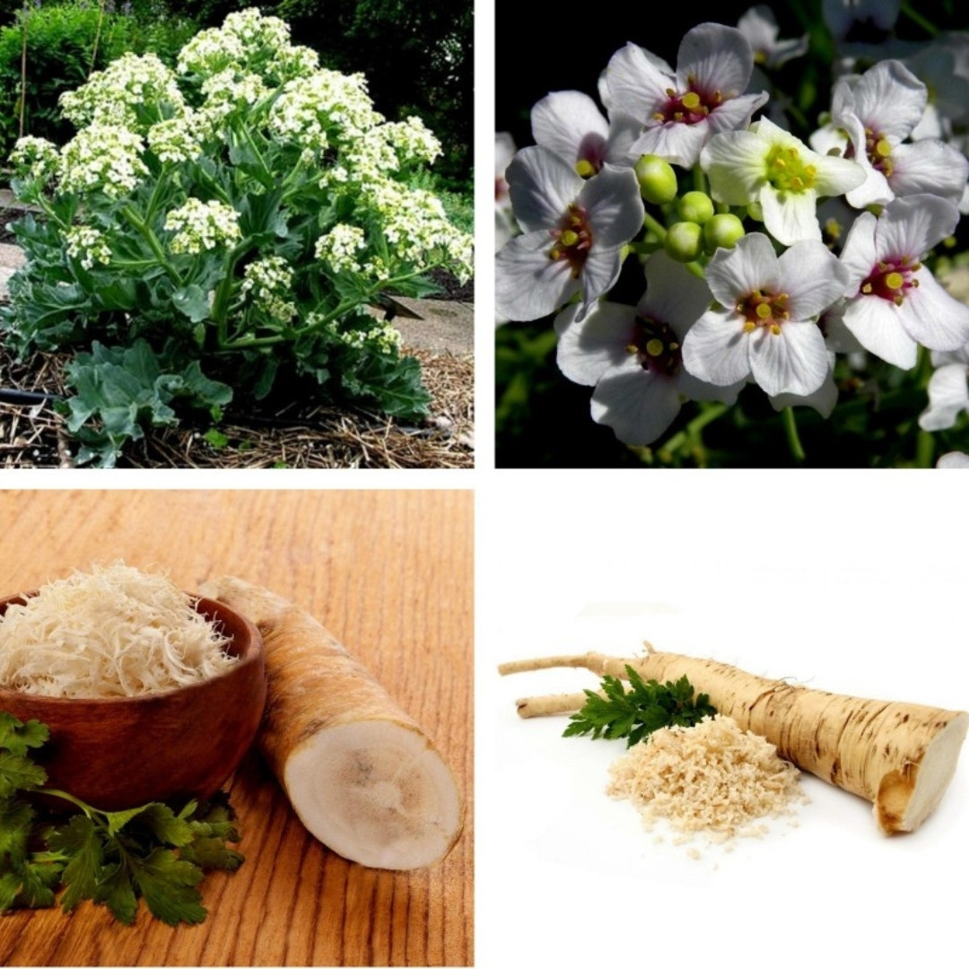 Crambe, Crambe Tataria Seeds, Tartar Bread Plant, Katran - 20