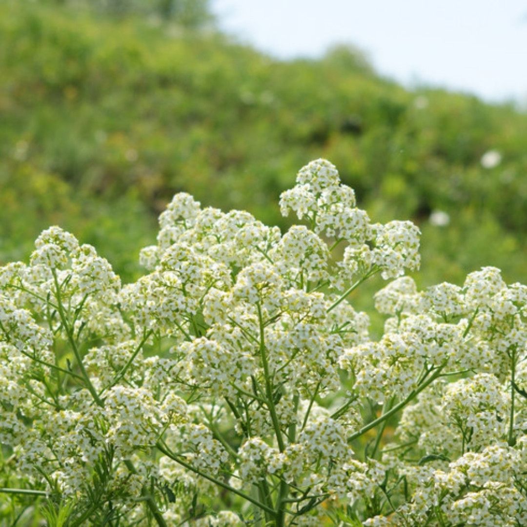 Crambe, Crambe Tataria Seeds, Tartar Bread Plant, Katran - 50